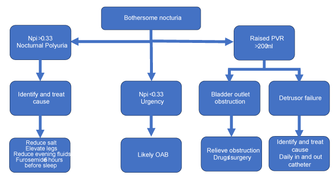 Bothersome nocturia chart - William Gibson MBChB (MD) PhD FRCP